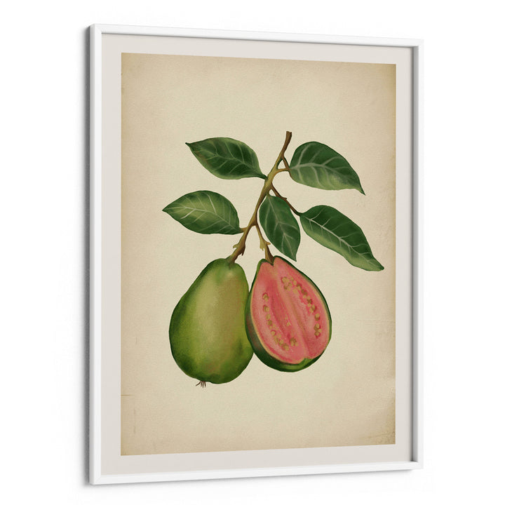 Vintage guava