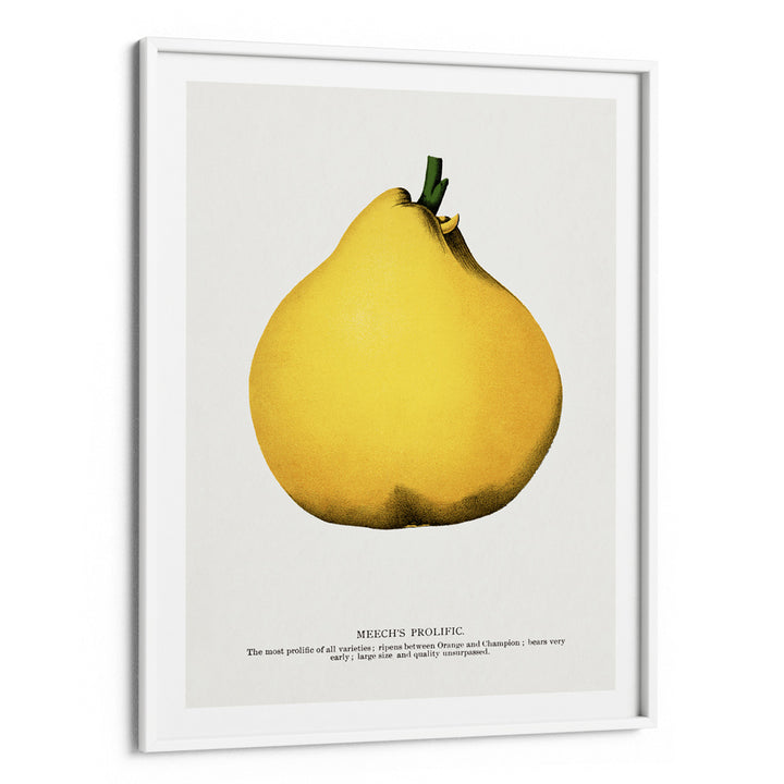 Meech's Prolific Pear Lithograph