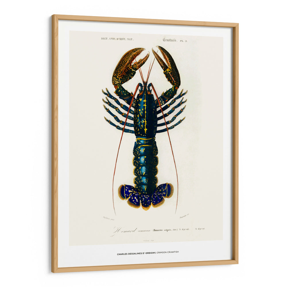 Charles Dessalines D_ Orbigny - Crimson Crawfish - 5XL / Canvas / Rolled Art - Nook At You