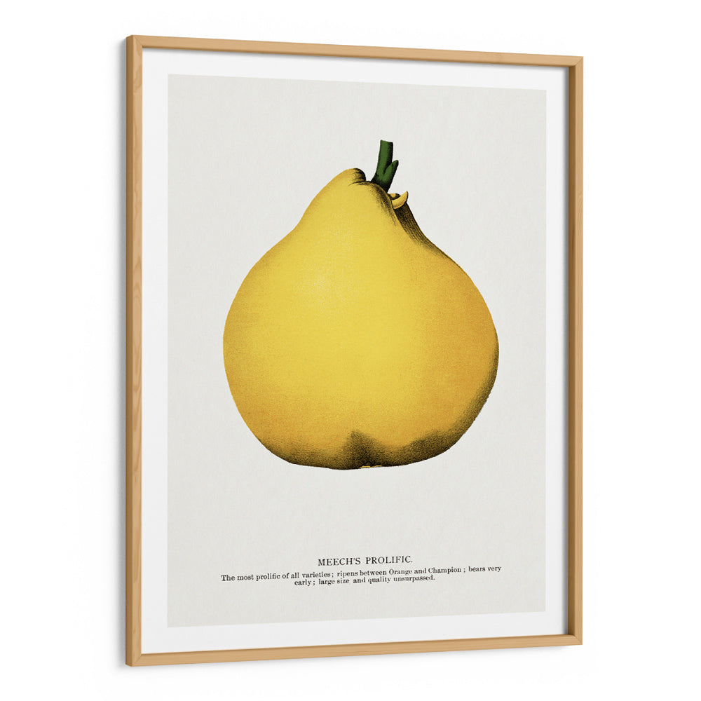 Meech's Prolific Pear Lithograph