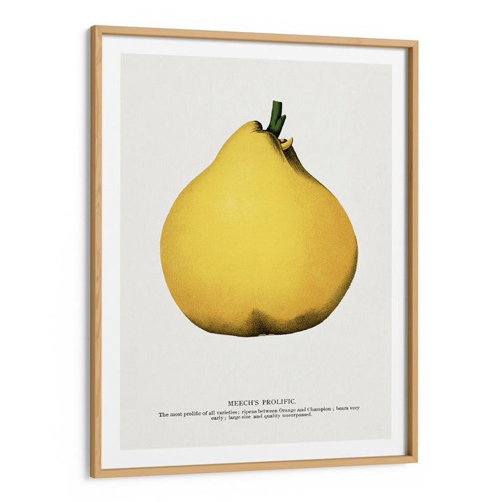 Meech's Prolific Pear Lithograph