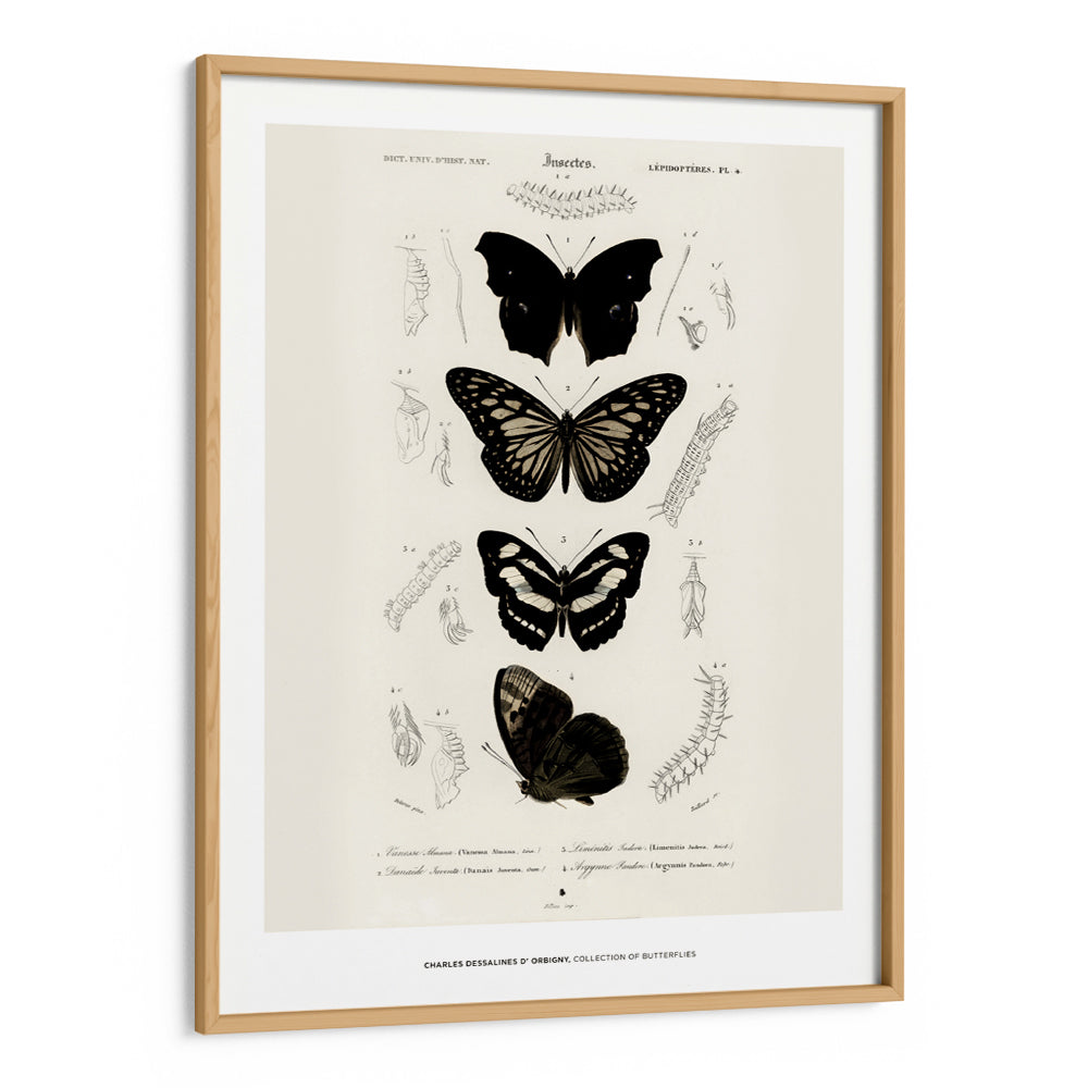 Charles Dessalines D_ Orbigny - Collection of Butterflies - XS / Matte Paper / Rolled Art - Nook At You