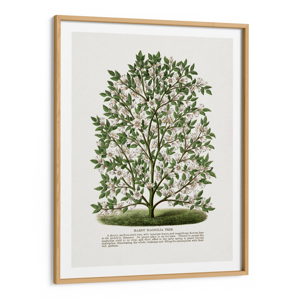 Hardy Magnolia Tree Lithograph