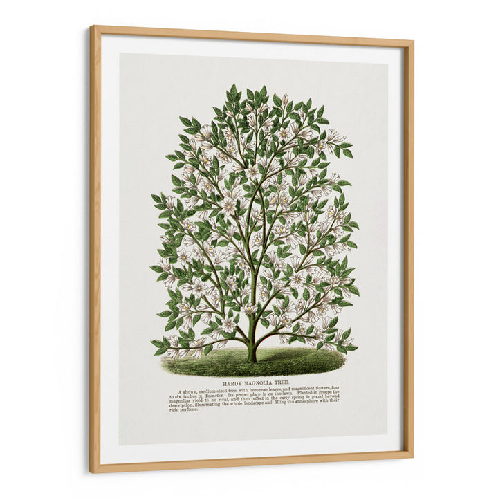 Hardy Magnolia Tree Lithograph