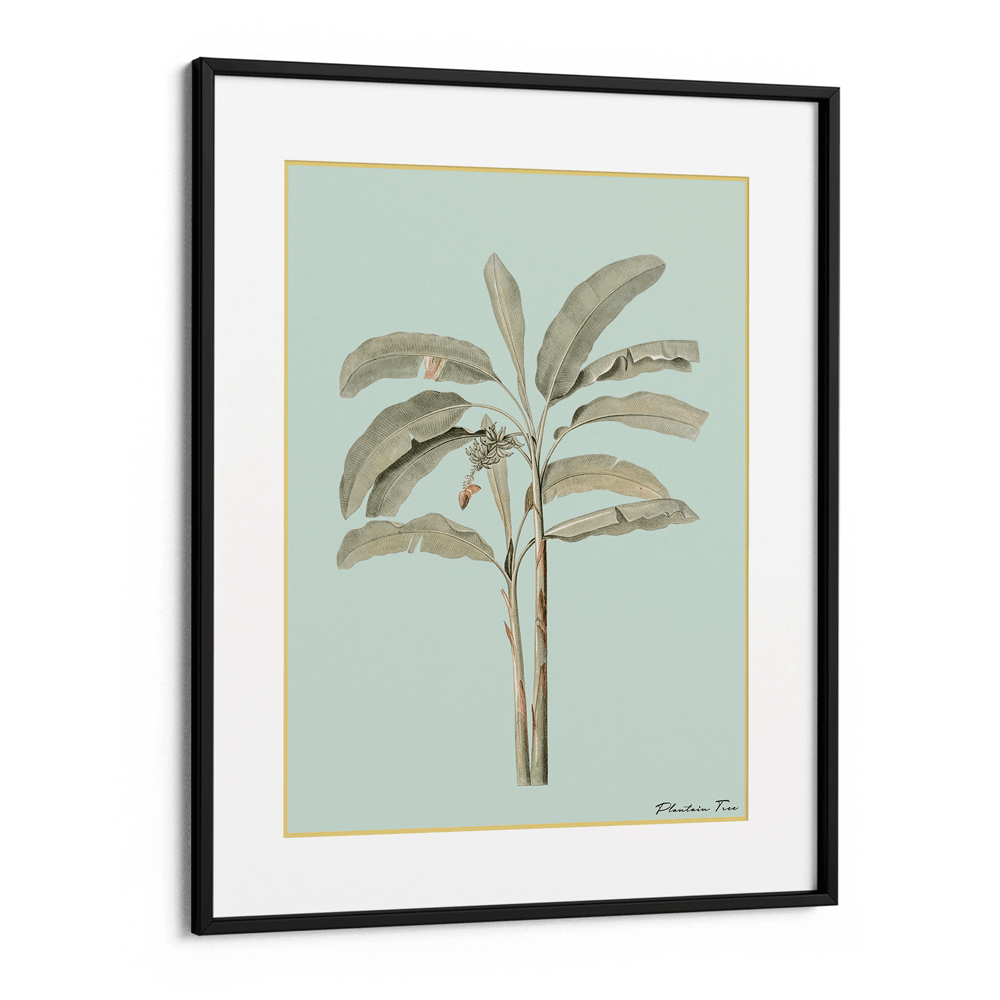 Plantain Tree I - Coast