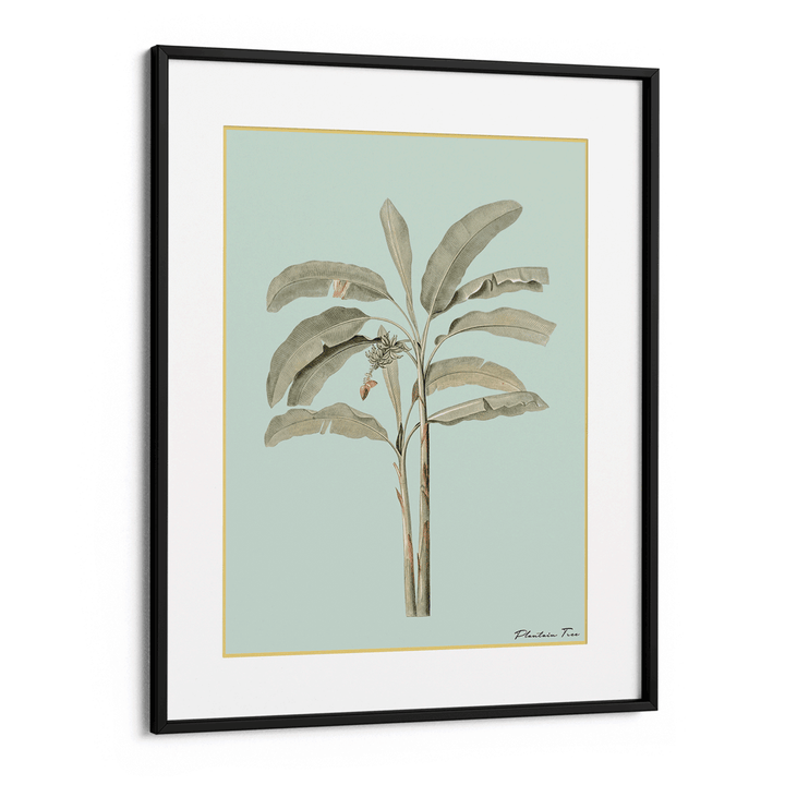 Plantain Tree I - Coast