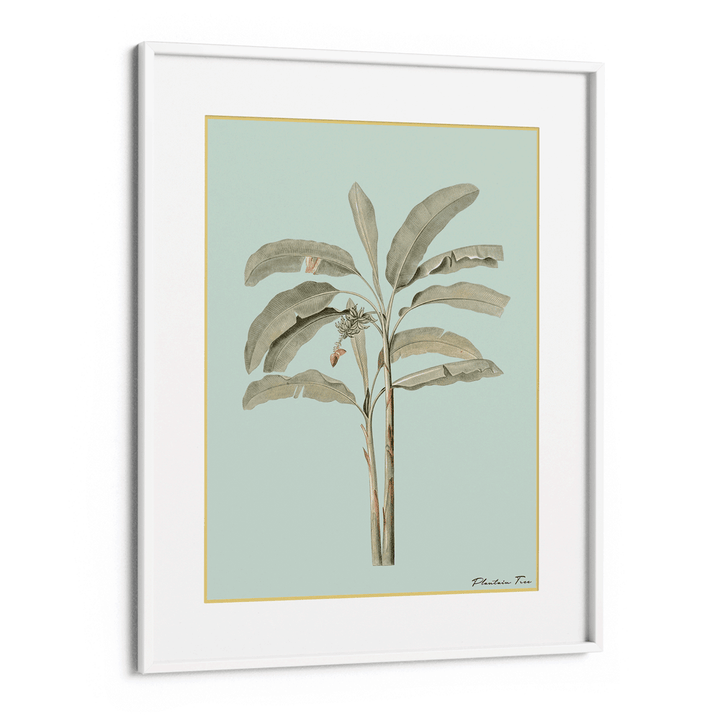 Plantain Tree I - Coast