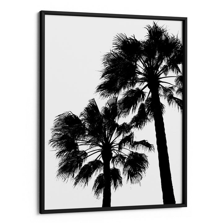 Palm Contrast