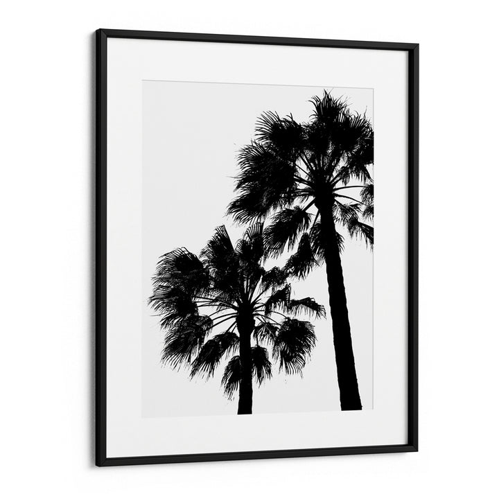 Palm Contrast