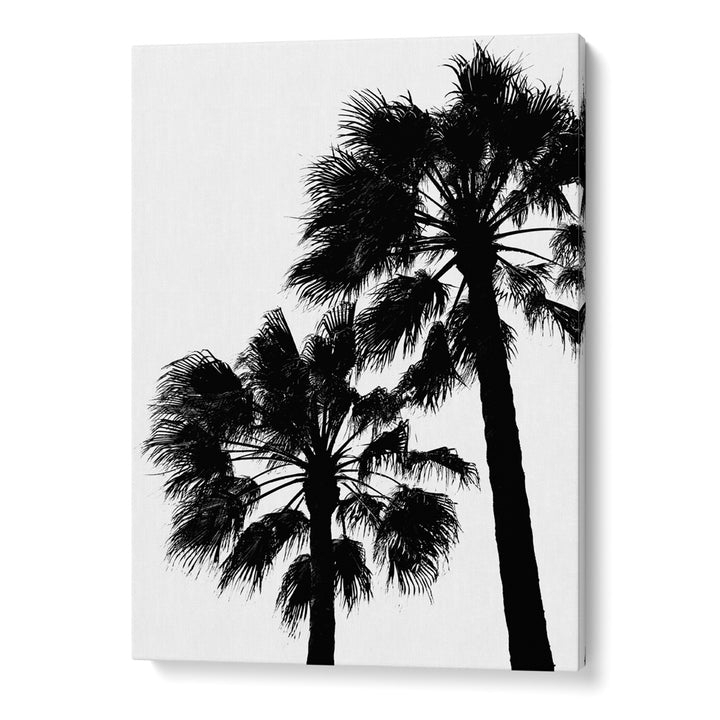 Palm Contrast