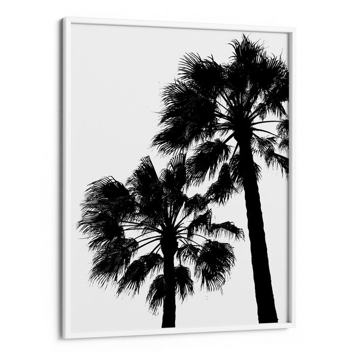 Palm Contrast