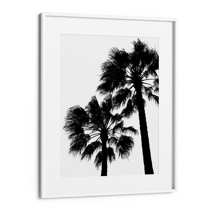 Palm Contrast