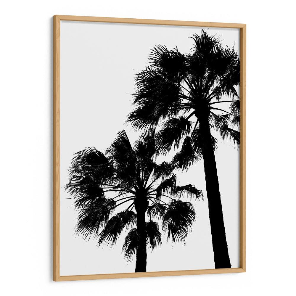 Palm Contrast