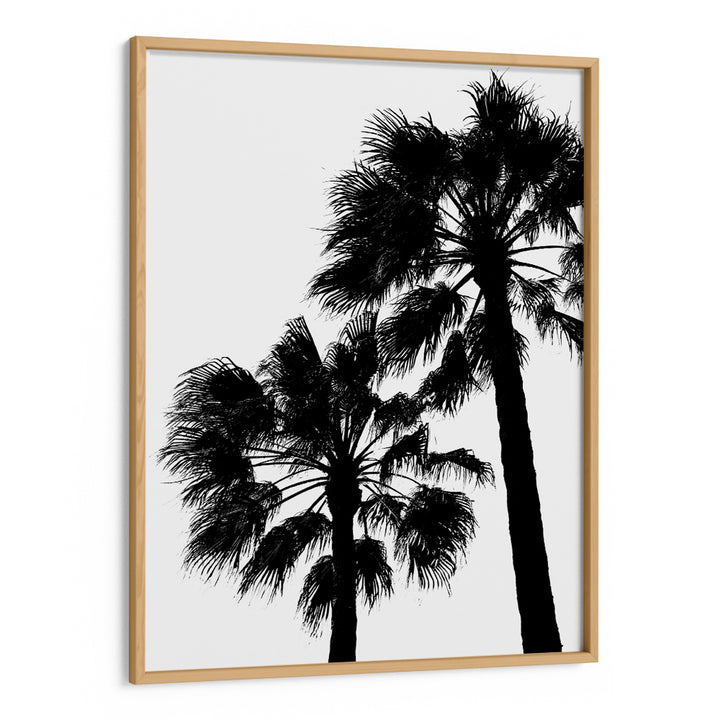 Palm Contrast