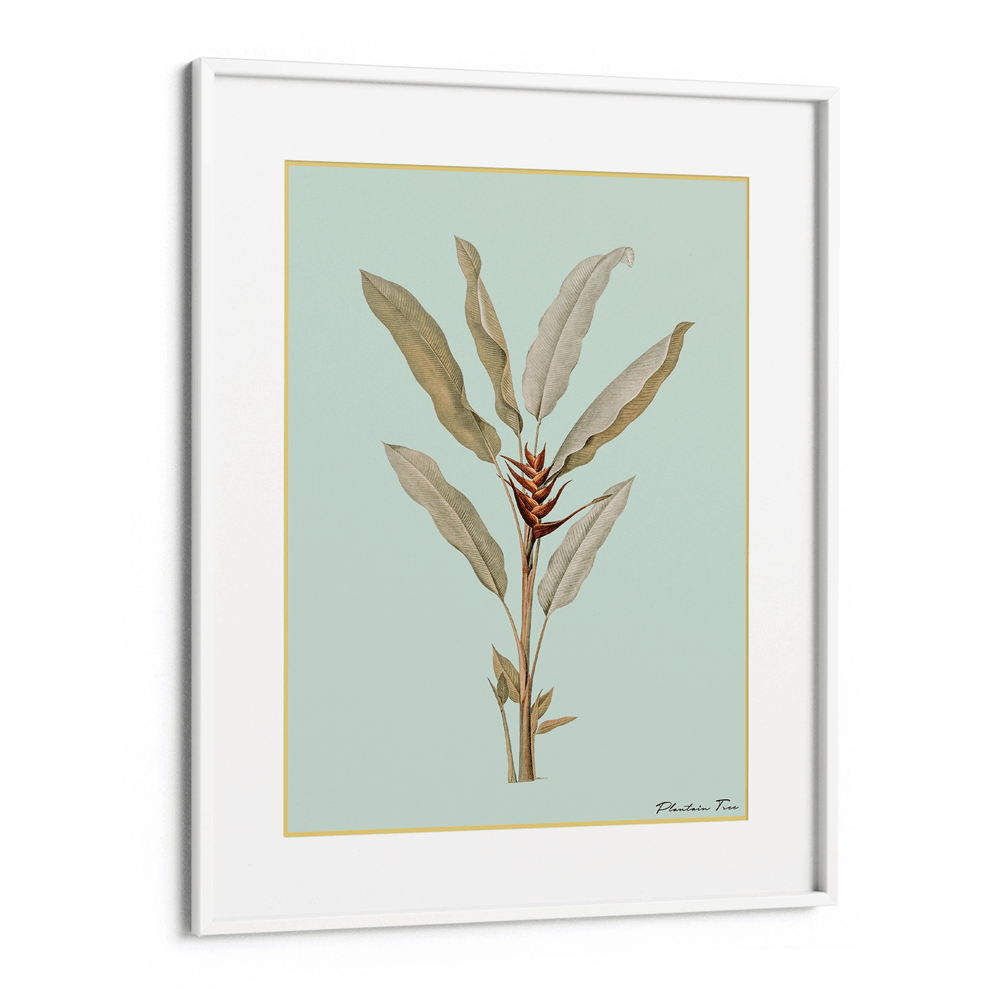 Plantain Tree II - Coast