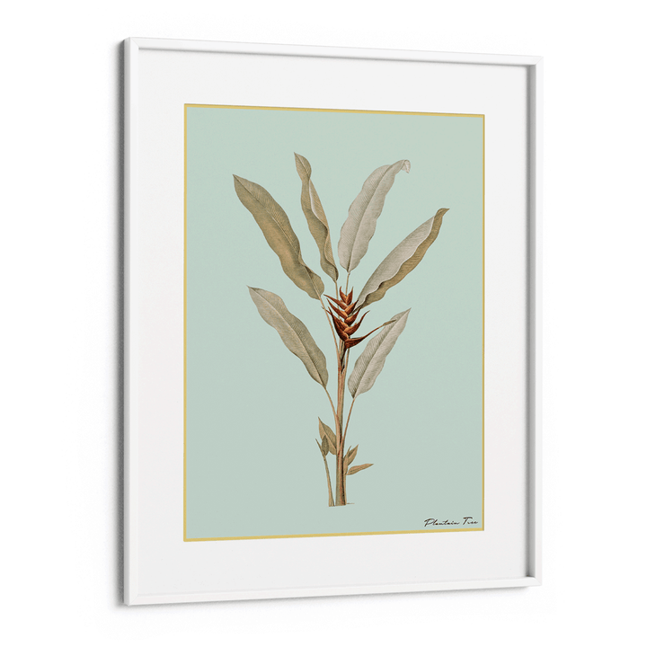 Plantain Tree II - Coast