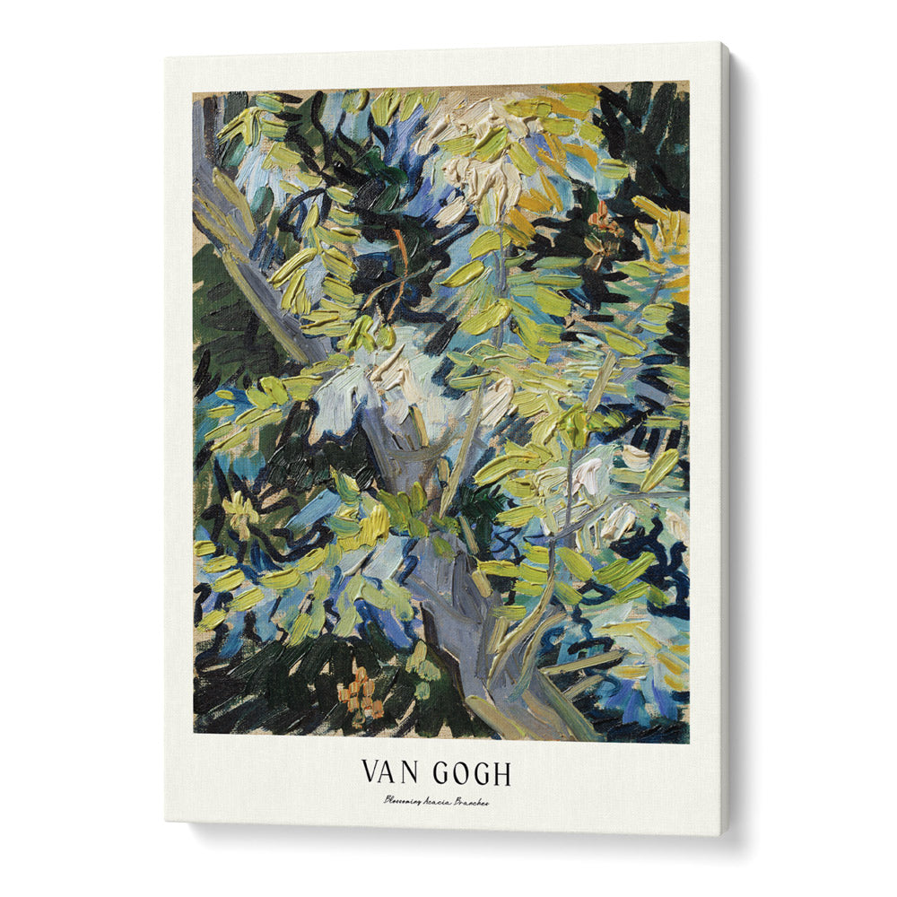 Vincent Van Gogh - Blossoming Acacia Branches