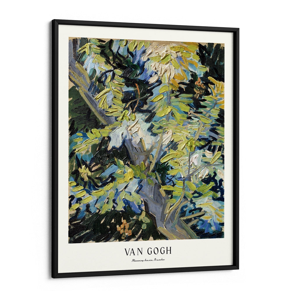 Vincent Van Gogh - Blossoming Acacia Branches