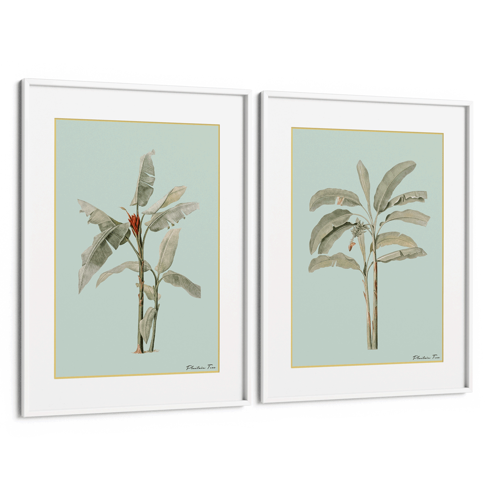 Plantain Tree Set of 2