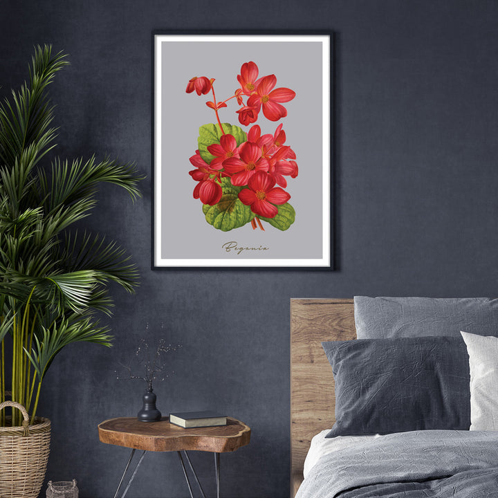 Begonia - Scarlet Nook At You  