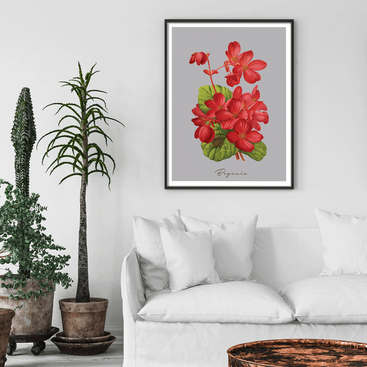 Begonia - Scarlet Nook At You  