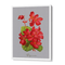 Begonia - Scarlet