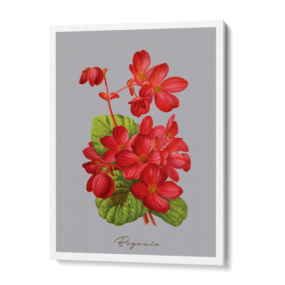 Begonia - Scarlet Nook At You Canvas Gallery Wrap