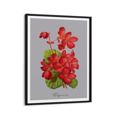 Begonia - Scarlet Nook At You Matte Paper Black Frame