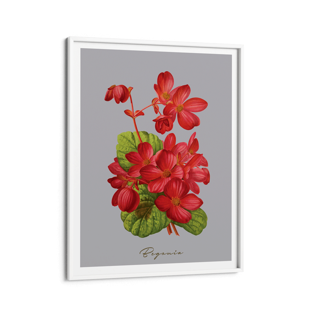 Begonia - Scarlet Nook At You Matte Paper White Frame