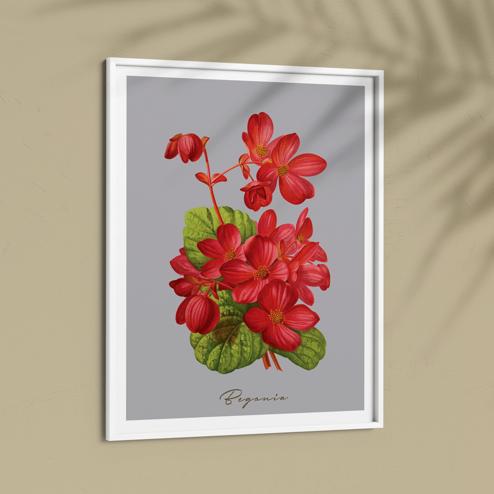 Begonia - Scarlet Nook At You  