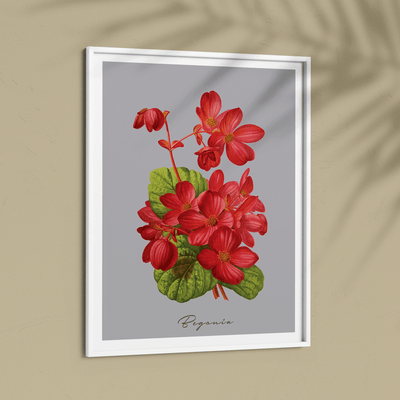 Begonia - Scarlet Nook At You  