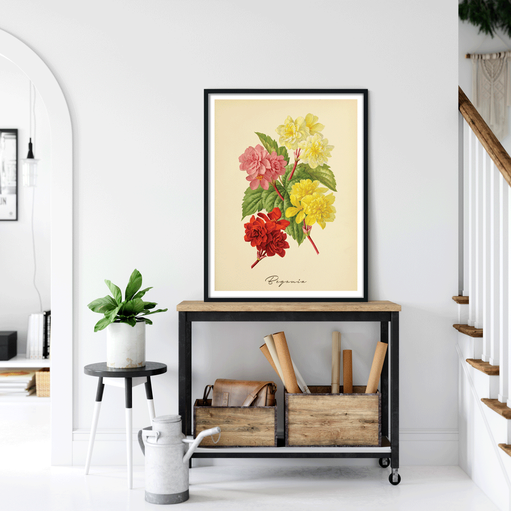 Begonia - Amber Nook At You  