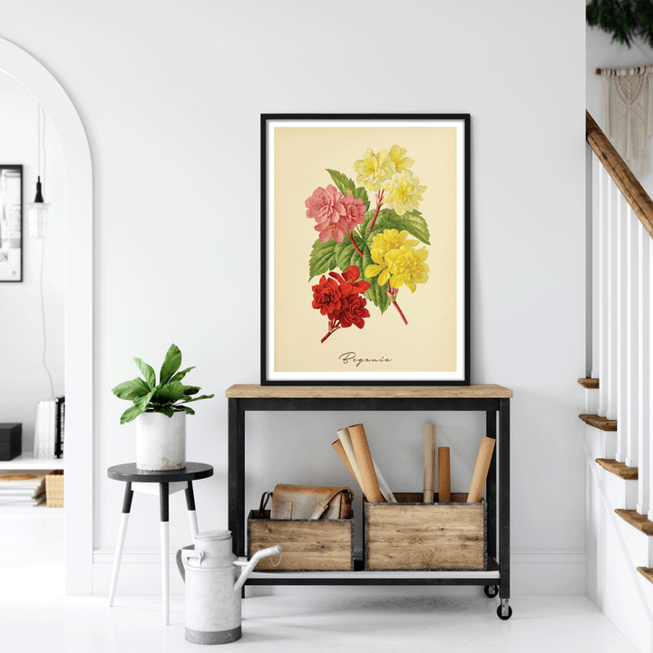 Begonia - Amber Nook At You  