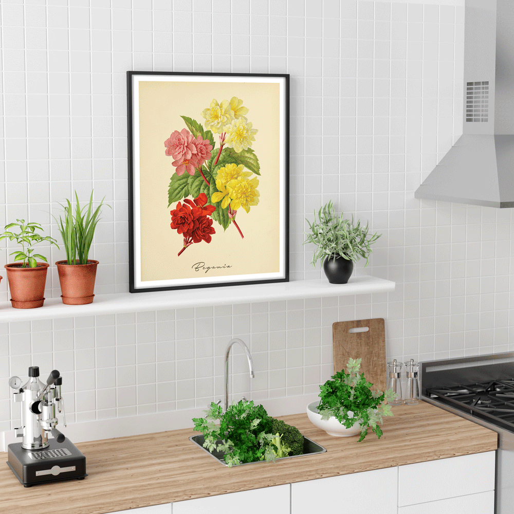 Begonia - Amber Nook At You  