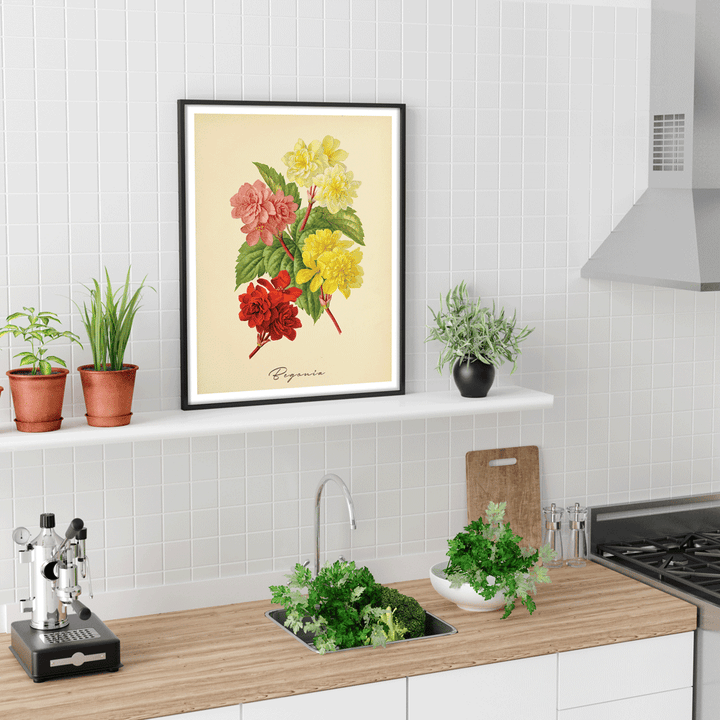 Begonia - Amber Nook At You  