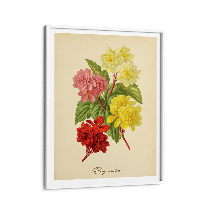 Begonia - Amber Nook At You Matte Paper White Frame