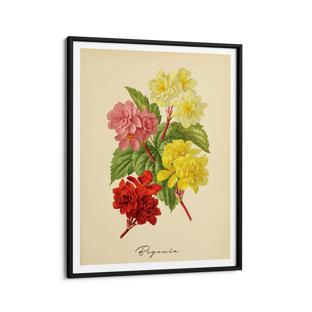 Begonia - Amber Nook At You Matte Paper Black Frame