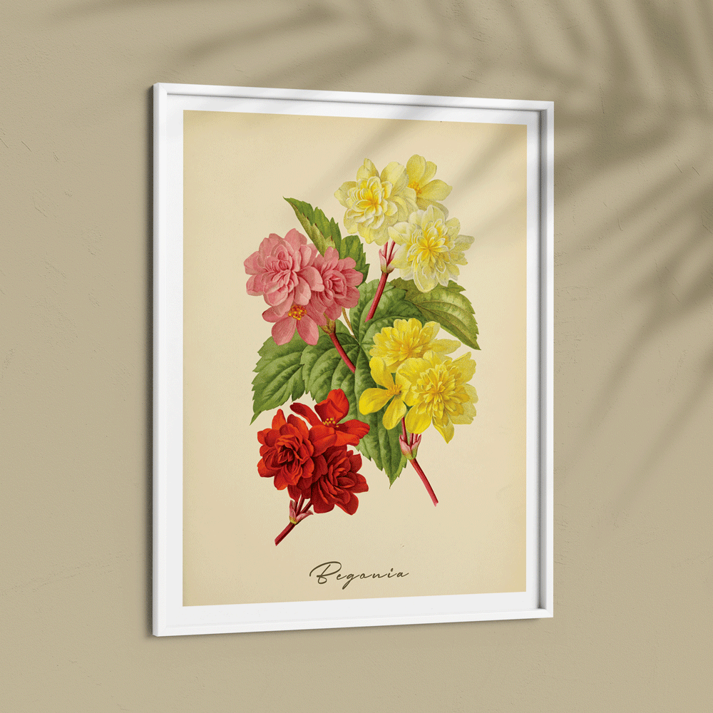 Begonia - Amber Nook At You  