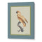 The Golden Parrot I - Teal