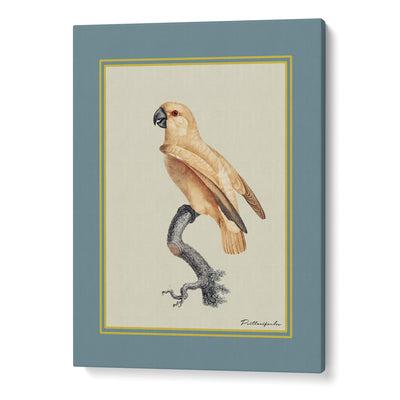 The Golden Parrot I - Teal Nook At You Canvas Gallery Wrap