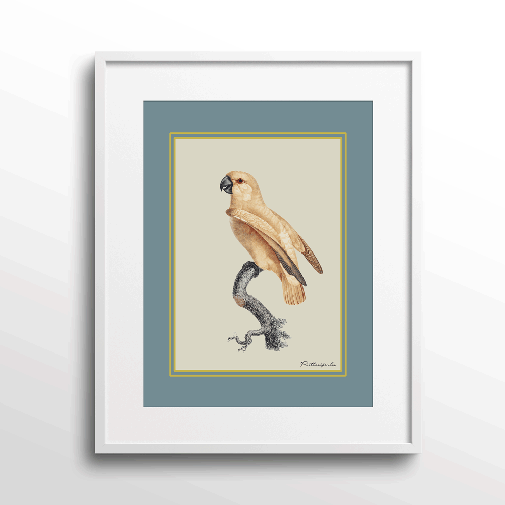 The Golden Parrot I - Teal Nook At You Matte Paper White Frame With Mount