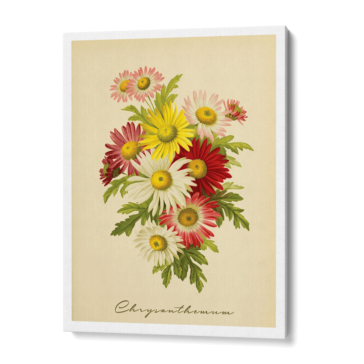 Chrysanthemum - Lemon Nook At You Canvas Gallery Wrap
