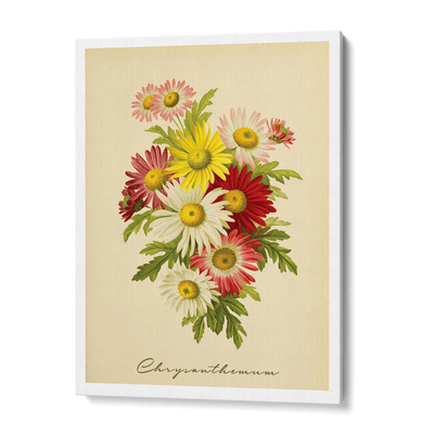Chrysanthemum - Lemon Nook At You Canvas Gallery Wrap