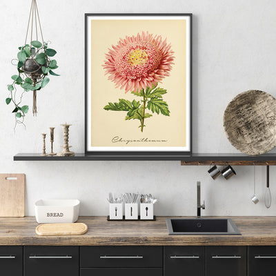 Chrysanthemum - Amber Nook At You Matte Paper Rolled Art