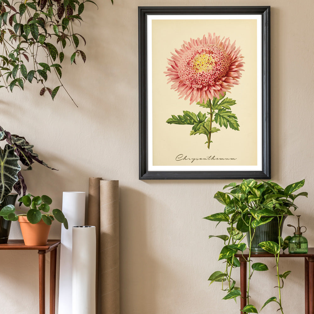 Chrysanthemum - Amber Nook At You  