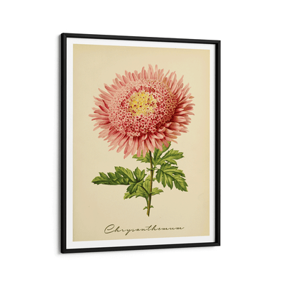 Chrysanthemum - Amber Nook At You Matte Paper Black Frame