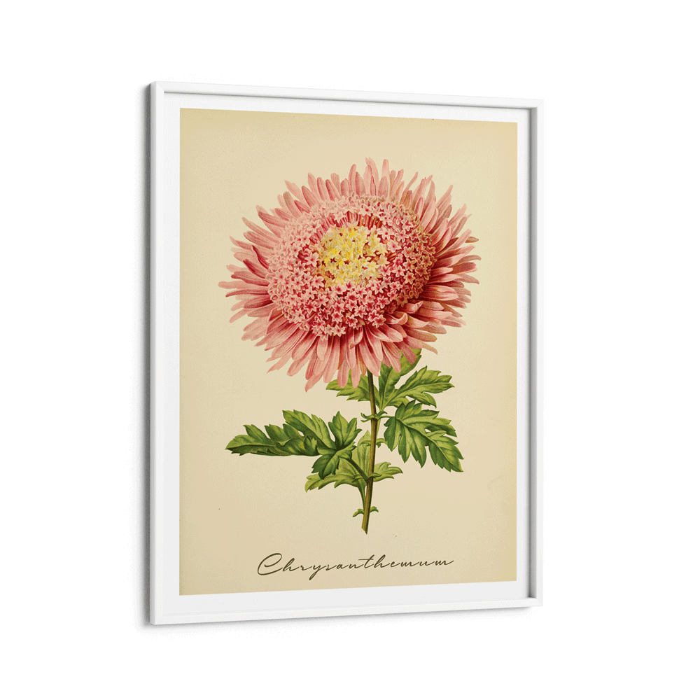 Chrysanthemum - Amber Nook At You Matte Paper White Frame