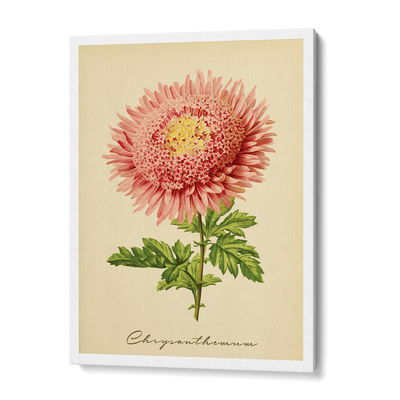 Chrysanthemum - Amber Nook At You Canvas Gallery Wrap