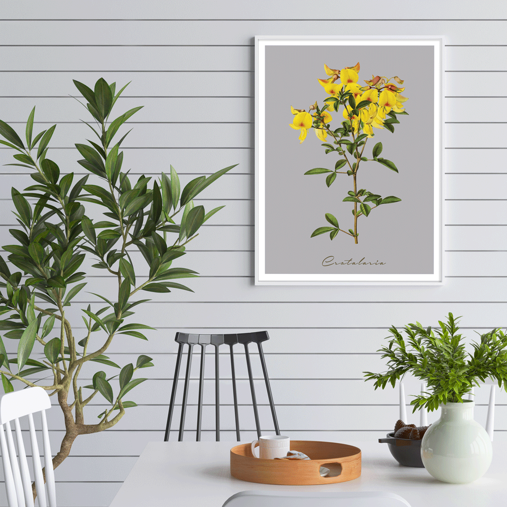 Crotalaria Juncea Nook At You  