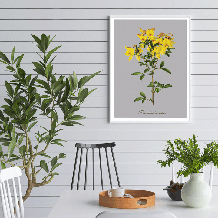 Crotalaria Juncea Nook At You  